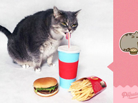 Мир перевернулся: кот прославился благодаря пародии известных смайлов