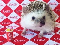 Instagram-герой дня: ежик-вампир