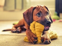 Лучший друг человека: 21 невероятный снимок собак