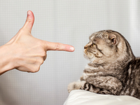 Шутка-минутка: котогифки для разрядки мозга