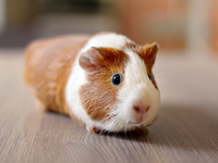 Осторожно, опасное животное: как морские свинки борются за еду