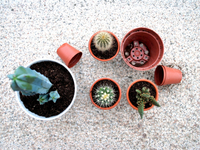 Как не "убить" растение при пересадке?