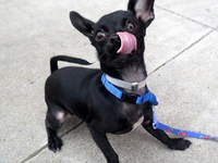 Мистер фотогеничность: малыш чихуахуа в серии веселых снимков