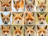 "Лица" лисиц: фотограф доказал, что каждое животное – неповторимое