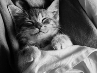 Массаж мягкими лапками: видео о котах стало хитом Facebook