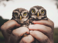 Душа леса: фотограф показал глубину природы в снимках животных