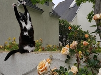 Лапы вверх: кошка Кис покорила соцсети странной привычкой