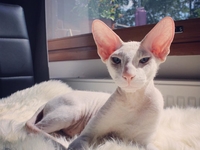 Десять причин полюбить сфинксов