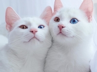 Кото-близняшки с разными глазами влюбили в себя пользователей Сети