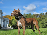 Не всегда лучший друг: 10 самых опасных пород собак в мире