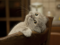 Всем котиков: в Киеве состоится благотворительный Фестиваль