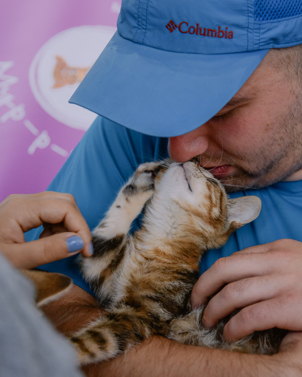 Фестиваль котиков: сколько хвостатых обрели свой дом