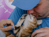 Фестиваль котиков: сколько хвостатых обрели свой дом