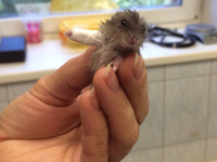 Ювелирная работа: животные, которым лечили лапки