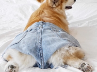 Instagram-герой дня: корги Тибби