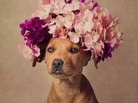 Шесть научных причин, почему стоит завести собаку