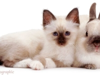 Природа шутит: фото одинаковых животных, не связанных родством