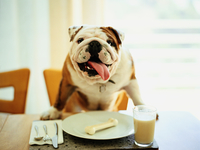 Три ошибки в кормлении домашнего животного