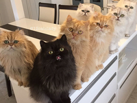 Кумир сильных и независимых: владелица 12 кошек покорила Instagram