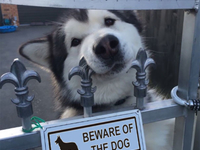 Осторожно, злая собака: что кроется под устрашающими вывесками