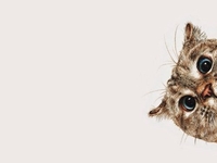 Видео спасения котенка с высотки облетело весь мир