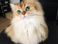 Обнять и плакать: самые красивые в мире коты