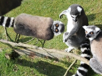 Невозможное возможно: отец "оживил" рисунки своего сына