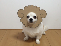 Собачий юмор: японка придумала смешные образы для собачки