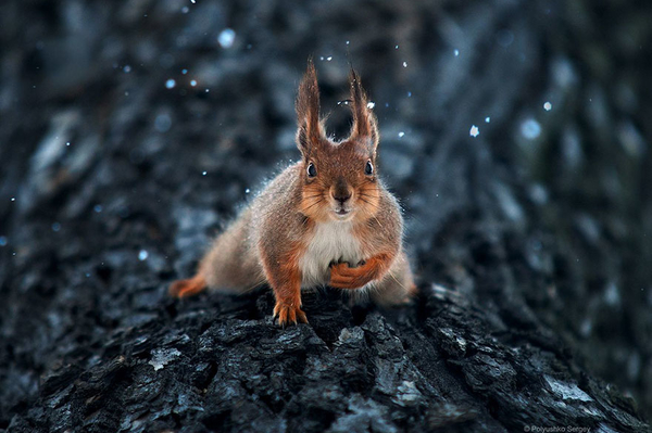 instagram.com/sergey_polyushko/