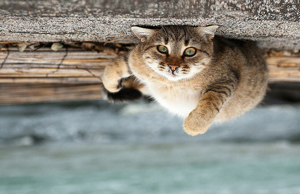 Животный мир глазами украинского фотографа Сергея Полюшко