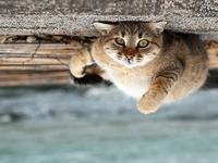 Животный мир глазами украинского фотографа Сергея Полюшко