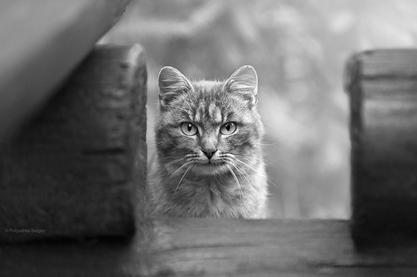 instagram.com/sergey_polyushko/