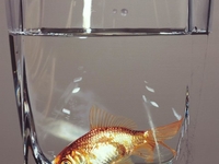 15 невероятных картин, в которые сложно поверить