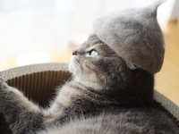 Это очень смешно: коты в шапках из собственной шерсти