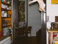 Летящий ужас с лапами: фото котов в прыжке