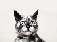 19-летний кот стал звездой интернета благодаря интересному окрасу