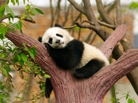 В Киеве впервые покажут лучшую социальную рекламу о животных