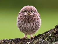 Комочек счастья: милые фото круглых животных