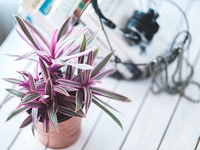 20 домашних растений, которые нуждаются в минимальном уходе