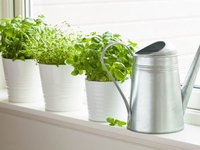 Огород на подоконнике: 7 трав и овощей, которые легко вырастить дома