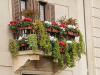 Семь вьющихся растений для балконов