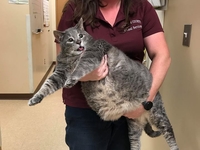 Сеть поразил 15-килограммовый кот, ищущий щедрых хозяев