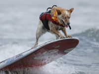 В Калифорнии провели чемпионат по серфингу среди собак