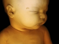 Редкие кадры: чем занимаются малыши внутри мам