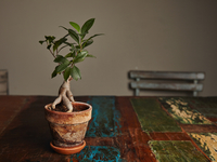 ТОП-8 самых подходящих растений для разных комнат