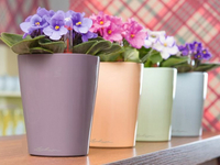 Как правильно пересадить фиалку