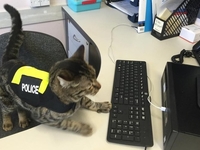 В Новой Зеландии на службу в полицию взяли кошку