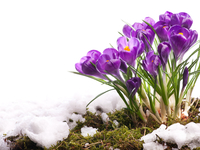 Погода на 8 Марта в Украине: когда потеплеет