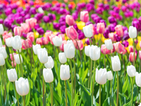 «Вокруг света»: в Киеве открывается ежегодная  выставка тюльпанов
