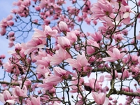 Глаз не отвести: в Украине начала цвести магнолия (фото)